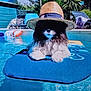 Julius a rejoint le concours — aidez-le/la à gagner de superbes lots ! dog, small_dog, pool_float, straw_hat, backyard_pool, water, summer, pet, furry, paws, hat, relaxing, outdoor, vacation, blue, sunshine, cute, lounger, swimming_pool, portrait