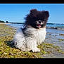 Julius a rejoint le concours — aidez-le/la à gagner de superbes lots ! dog, pomeranian, small_dog, fluffy, fur, tongue, beach, sea, ocean, shore, sand, algae, water, sky, sunny, cute, pet, portrait, outdoor, smile