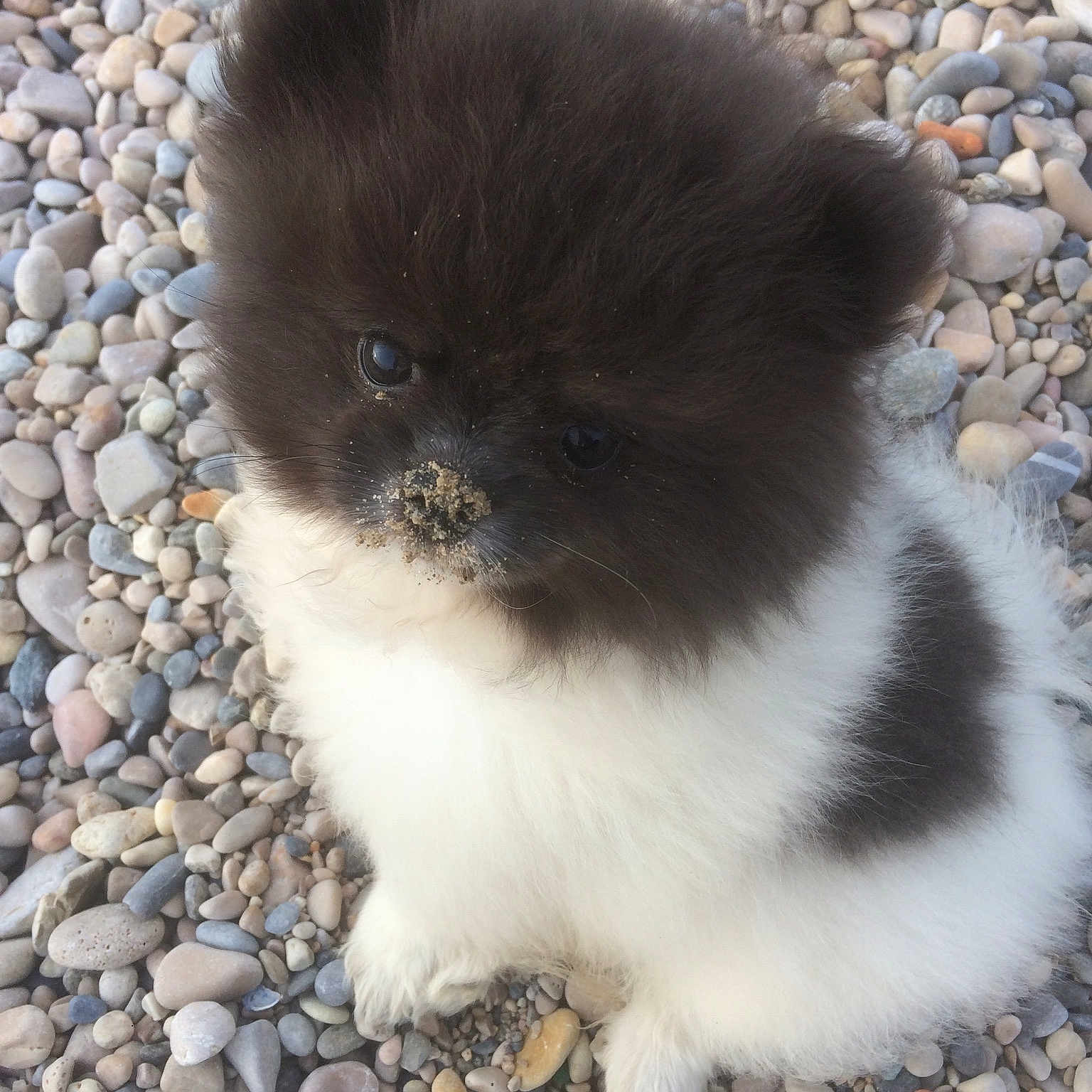 Julius a rejoint le concours — aidez-le/la à gagner de superbes lots ! canidae, carnivore, companion_dog, dog, dog_breed, fawn, german_spitz, german_spitz_klein, mammal, non_sporting_group, pomeranian, puppy, spitz, toy_dog, vertebrate