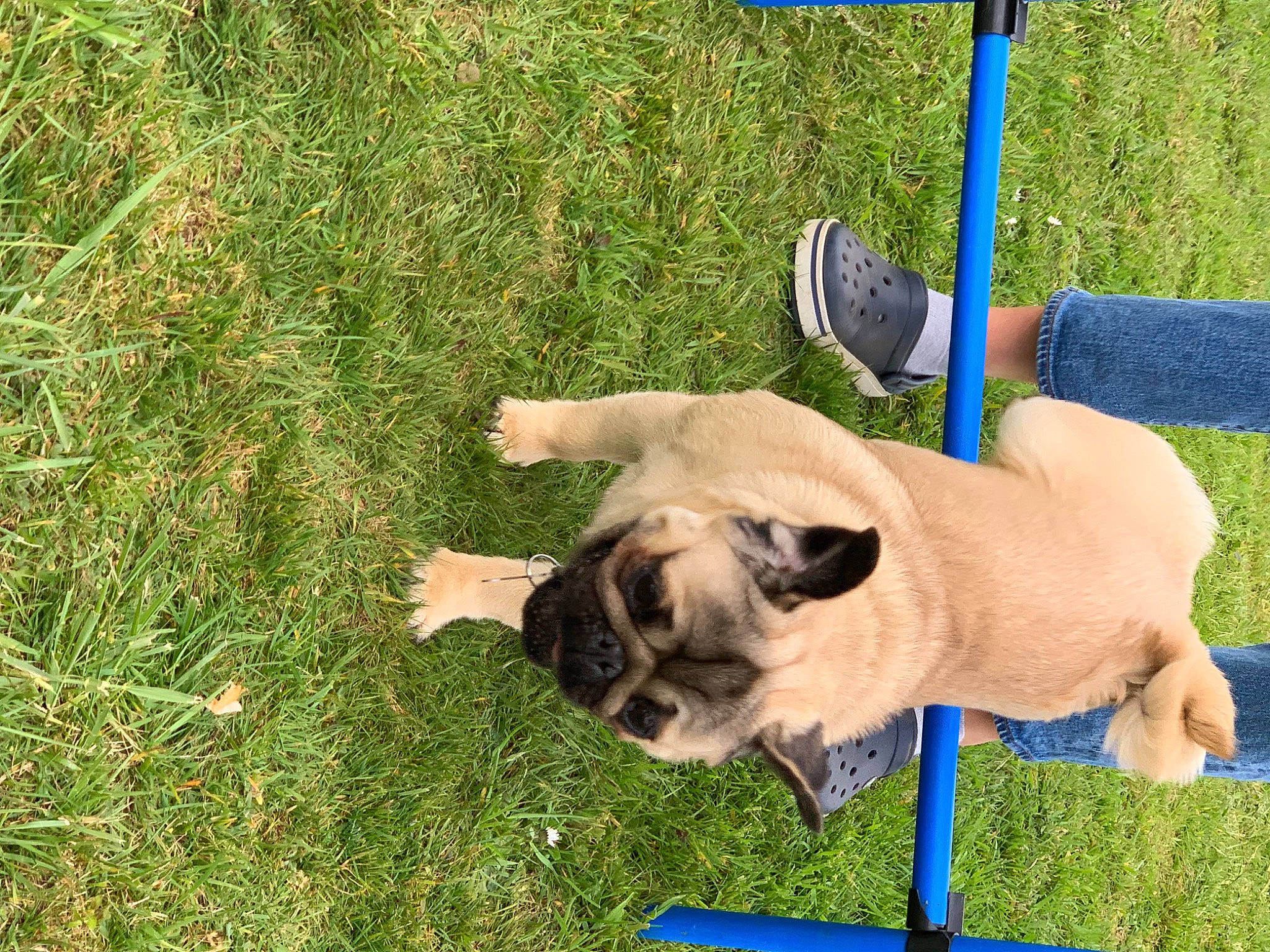 Stuart participe au concours pour gagner de l'argent avec cette photo : blue, canidae, carnivore, collar, companion_dog, dog, dog_breed, dog_collar, fawn, grass, groundcover, mammal, pet_supply, plant, pug, sporting_group, tail, toy_dog, vertebrate, working_animal