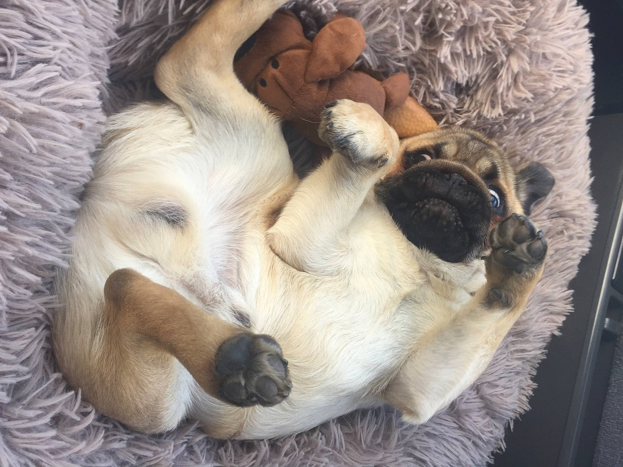 Stuart a rejoint le concours — aidez-le/la à gagner de superbes lots ! big_cats, carnivore, claw, comfort, companion_dog, dog, dog_breed, fawn, felidae, fur, linens, nap, paw, small_to_medium_sized_cats, snout, sporting_group, tail, terrestrial_animal, whiskers, wildlife