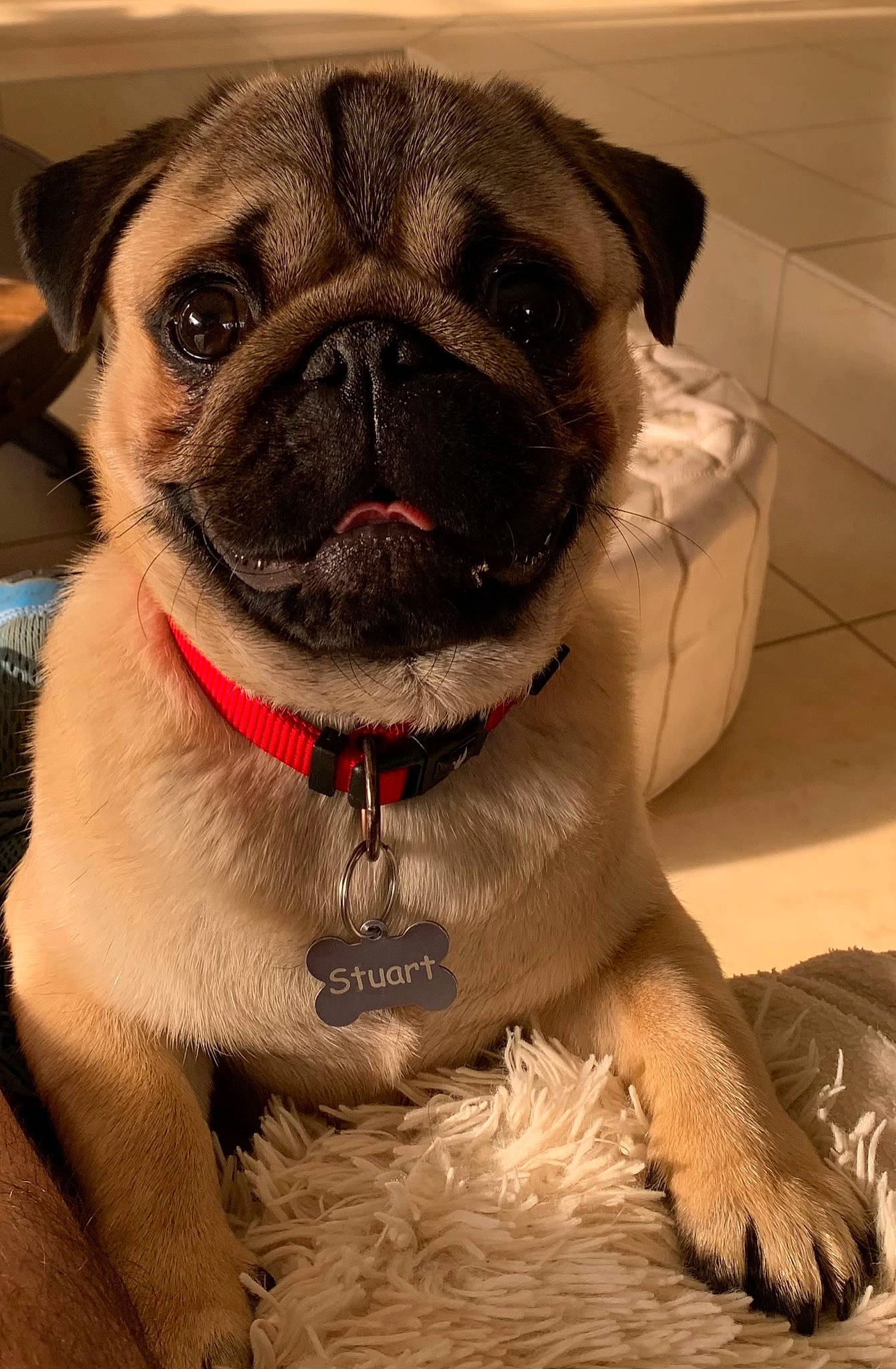 Stuart a rejoint le concours — aidez-le/la à gagner de superbes lots ! ancient_dog_breeds, canidae, carnivore, collar, companion_dog, dog, dog_breed, dog_collar, ear, fawn, fur, leash, pug, puppy_love, snout, sporting_group, toy_dog, whiskers, working_animal, wrinkle