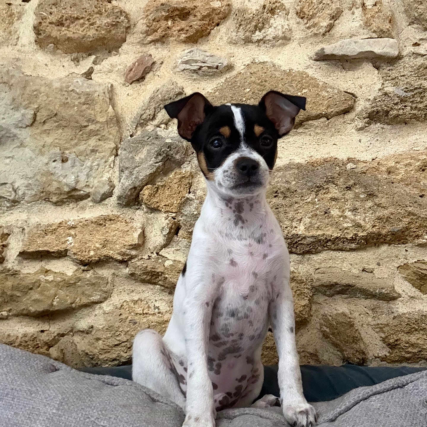 Uno a rejoint le concours — aidez-le/la à gagner de superbes lots ! alert, animal, black_and_white, brown_spots, companion, cushion, cute, dog, domestic_animal, ears, fur, indoor, pet, portrait, puppy, sitting, small_dog, spotted, stone_wall, young_dog