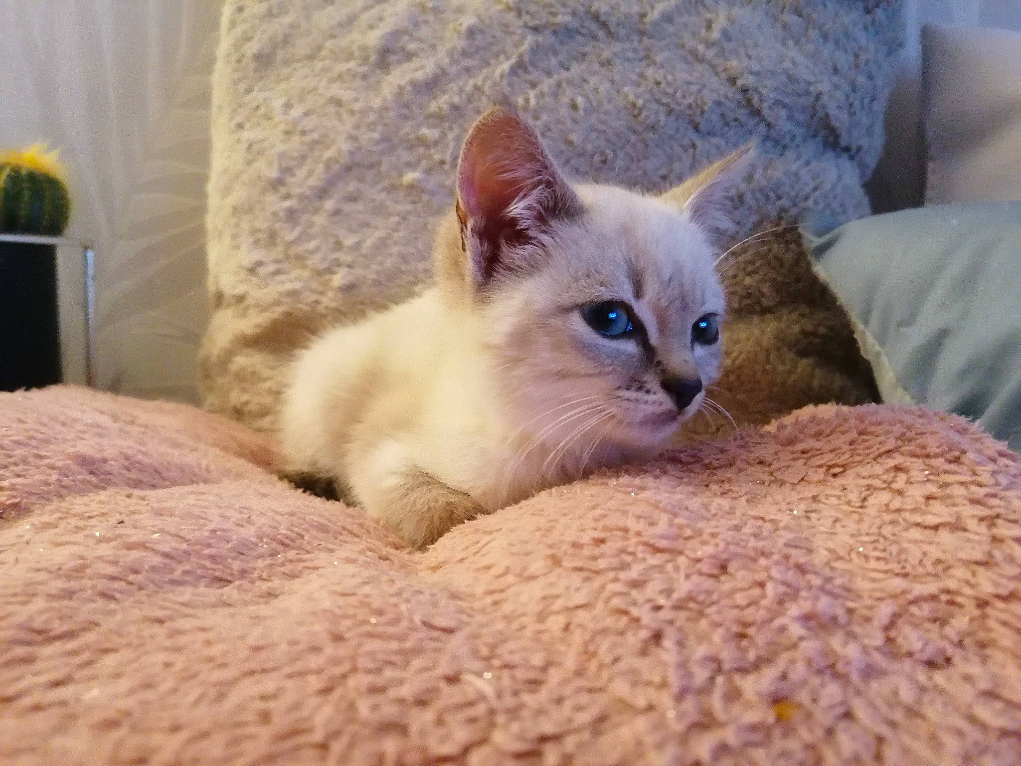 Shamallow a rejoint le concours — aidez-le/la à gagner de superbes lots ! asian, balinese, birman, burmese, burmilla, carnivore, cat, colorpoint_shorthair, eye, felidae, javanese, kitten, mammal, ojos_azules, ragdoll, small_to_medium_sized_cats, thai, tonkinese, vertebrate, whiskers