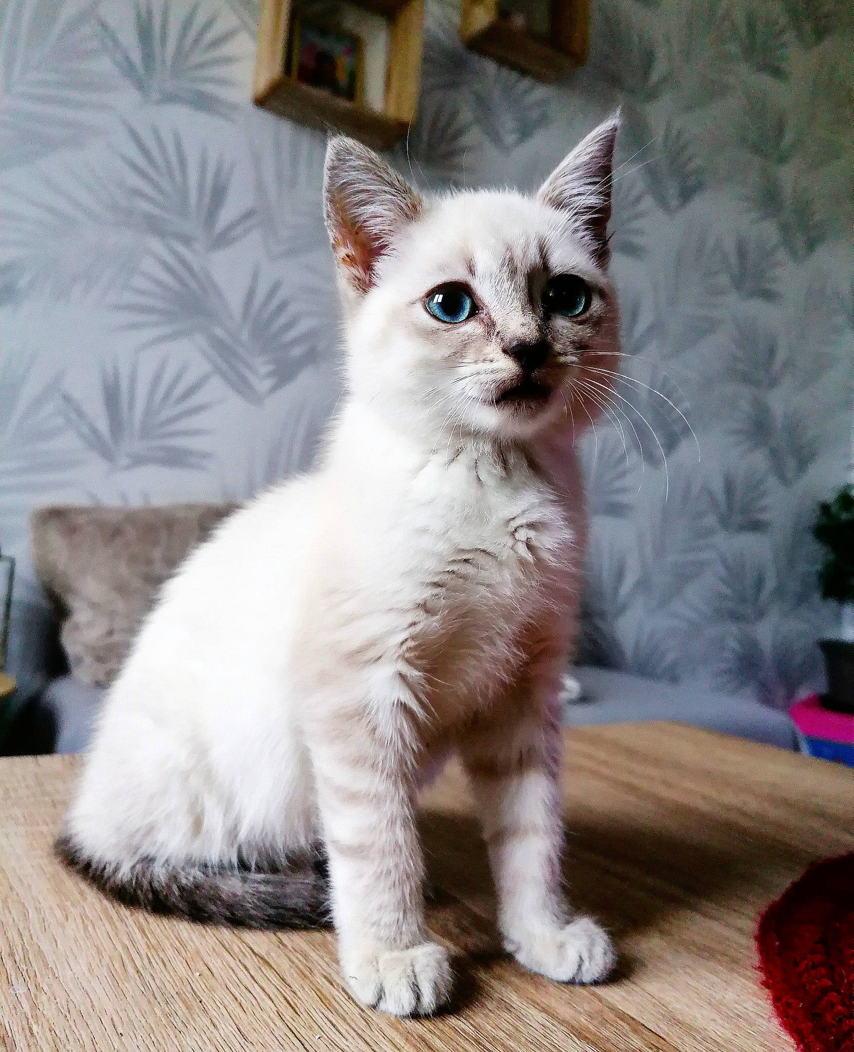 Shamallow participe au concours pour gagner de l'argent avec cette photo : asian, burmilla, carnivore, cat, colorpoint_shorthair, domestic_short_haired_cat, eye, felidae, javanese, khao_manee, kitten, mammal, ragdoll, small_to_medium_sized_cats, thai, tonkinese, turkish_angora, turkish_van, vertebrate, whiskers