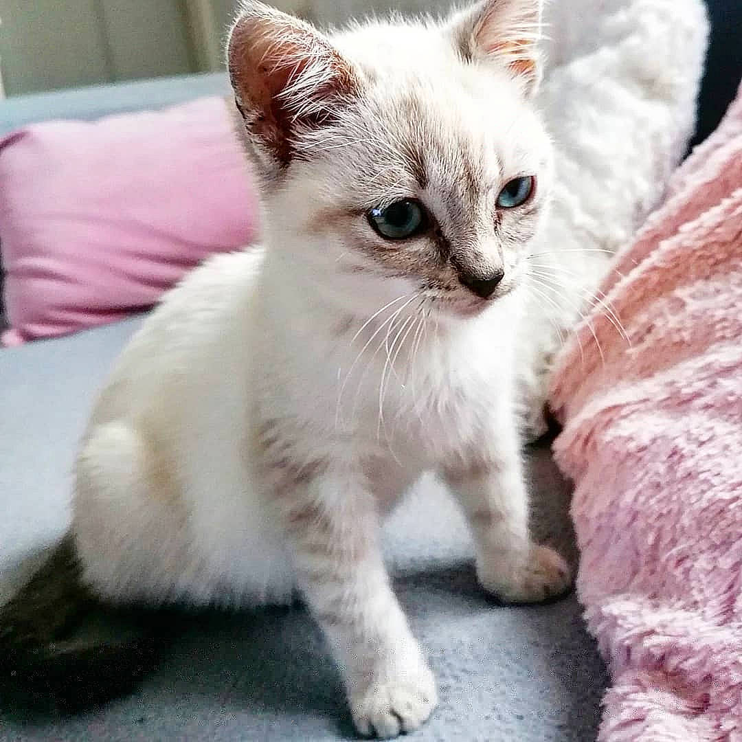 Shamallow a rejoint le concours — aidez-le/la à gagner de superbes lots ! aegean_cat, arabian_mau, asian, burmilla, carnivore, cat, colorpoint_shorthair, domestic_short_haired_cat, fawn, felidae, german_rex, javanese, kitten, mammal, singapura, small_to_medium_sized_cats, thai, tonkinese, vertebrate, whiskers