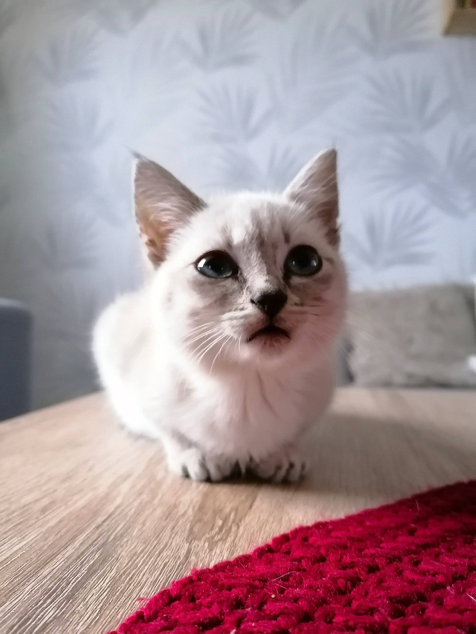 Shamallow participe au concours pour gagner de l'argent avec cette photo : asian, burmilla, carnivore, cat, colorpoint_shorthair, domestic_short_haired_cat, eye, fawn, felidae, kitten, mammal, munchkin, napoleon_cat, ragdoll, small_to_medium_sized_cats, thai, whiskers