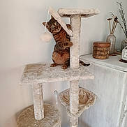 Zazou a rejoint le concours — aidez-le/la à gagner de superbes lots ! animal, brown, cabinet, cat, cat_tree, climbing, cozy, curious, decor, feline, fur, furniture, home, indoor, pet, playful, tabby_cat, toy, vase, wooden_coasters