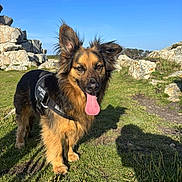 Louna a rejoint le concours — aidez-le/la à gagner de superbes lots ! dog, outdoor, grass, rocks, blue_sky, sunny, pet, happy, tongue_out, fur, ears, nature, daylight, animal, mammal, canine, standing, leash, adventure, playful