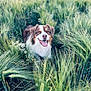 Paddie a rejoint le concours — aidez-le/la à gagner de superbes lots ! animal, canine, daytime, dog, field, flora, flower, grass, greenery, happy, nature, outdoor, pet, plants, smiling, summer, sunlight, tongue_out, walking, wheat