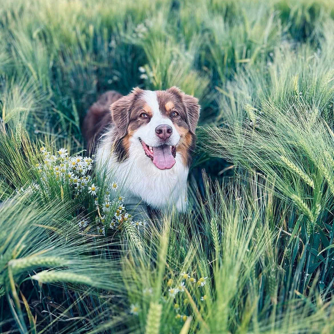 Paddie a rejoint le concours — aidez-le/la à gagner de superbes lots ! animal, canine, daytime, dog, field, flora, flower, grass, greenery, happy, nature, outdoor, pet, plants, smiling, summer, sunlight, tongue_out, walking, wheat