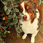 Paddie participe au concours pour gagner de l'argent avec cette photo : animal, brown_and_white, canine, close_up, curious, daylight, dog, eyes, fur, green_leaves, leafy_branches, nature, outdoor, paws, pet, portrait, red_berries, snout, texture, wooden_deck