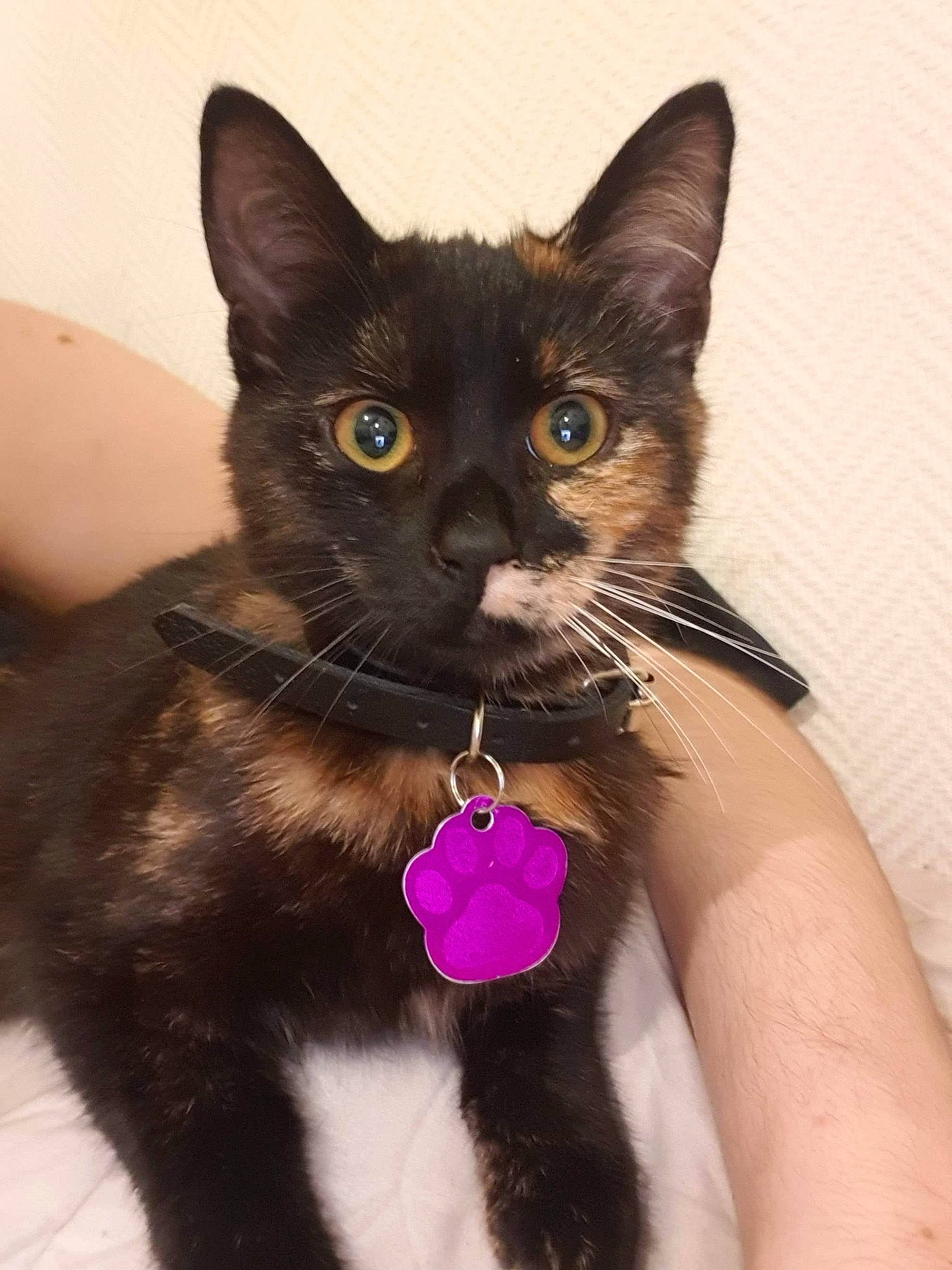 Caramel participe au concours pour gagner de l'argent avec cette photo : asian, black_cat, bombay, burmese, carnivore, cat, domestic_short_haired_cat, ear, felidae, german_rex, havana_brown, iris, javanese, kitten, mammal, oriental_longhair, polydactyl_cat, small_to_medium_sized_cats, vertebrate, whiskers