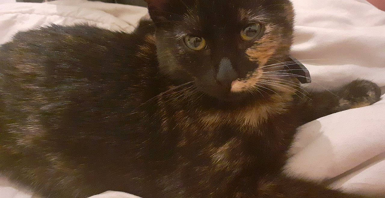 Caramel a rejoint le concours — aidez-le/la à gagner de superbes lots ! asian, black_cat, bombay, burmese, carnivore, cat, domestic_long_haired_cat, domestic_short_haired_cat, ear, eye, felidae, fur, havana_brown, javanese, kitten, mammal, oriental_longhair, small_to_medium_sized_cats, snout, whiskers