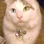 Patches is registered to the contest to win money with this photo: alert, animal, bell, blue_eye, cat, closeup, collar, cute, domestic, feline, fluffy, green_eye, heart_shaped_tag, heterochromia, indoor, pet, sitting, soft_fur, whiskers, white_fur