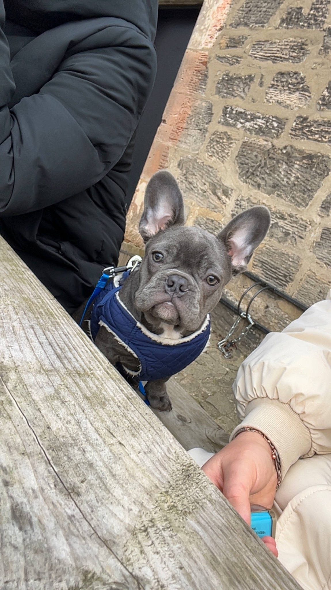 Kingsley is registered to the contest to win money with this photo: bulldog, canidae, carnivore, comfort, companion_dog, dog, dog_breed, ear, fawn, foot, grass, grey, sitting, snout, sporting_group, toy_dog, whiskers, wood, working_animal, wrinkle