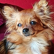 Biscotte a rejoint le concours — aidez-le/la à gagner de superbes lots ! dog, puppy, small_dog, fluffy, long_hair, brown_fur, white_fur, feathered_ears, portrait, close_up, pet, animal, cute, eyes, nose, whiskers, chest_fur, red_background, indoors, photography