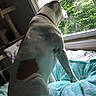 Mars joined the competition — help win amazing prizes! dog, white_dog, brown_spot, sitting, blanket, bed, window, greenery, indoor, daylight, looking_out, collar, pet, animal, relaxed, resting, furniture, cozy, home, curtains