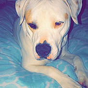 Mars is registered to the contest to win money with this photo: dog, white_dog, tan_patches, blanket, blue_blanket, bed, indoor, pet, canine, lying_down, relaxed, cozy, fur, animal, resting, sleepy, ears, snout, paw, window