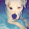 dog, white_dog, tan_patches, blanket, blue_blanket, bed, indoor, pet, canine, lying_down, relaxed, cozy, fur, animal, resting, sleepy, ears, snout, paw, window