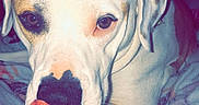 Mars joined the competition — help win amazing prizes! dog, tongue, blanket, indoor, pet, closeup, animal, fur, cute, lying_down, white_dog, nostrils, ears, face, snout, cozy, soft, bed, resting, tongue_out