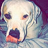 dog, tongue, blanket, indoor, pet, closeup, animal, fur, cute, lying_down, white_dog, nostrils, ears, face, snout, cozy, soft, bed, resting, tongue_out