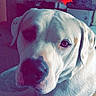 Mars joined the competition — help win amazing prizes! dog, white_dog, indoor, pet, animal, canine, lying_down, close_up, looking_at_camera, household, furniture, blanket, calm, muzzle, ears, light, shadow, room, domestic, companion