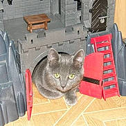 Nala a rejoint le concours — aidez-le/la à gagner de superbes lots !