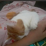 Pilou a rejoint le concours — aidez-le/la à gagner de superbes lots ! cat, ginger_cat, white_cat, person, arm, blanket, indoor, snuggling, resting, cozy, pet, animal, fur, sleeping, cuddle, comfort, human, pattern, pink, soft