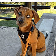 Beau is registered to the contest to win money with this photo: dog, puppy, brown_dog, sitting, harness, leash, outdoor, park, overlook, state_park, concrete, railing, grass, trees, sunlight, portrait, pet, animal, front_facing, social_media_screenshot