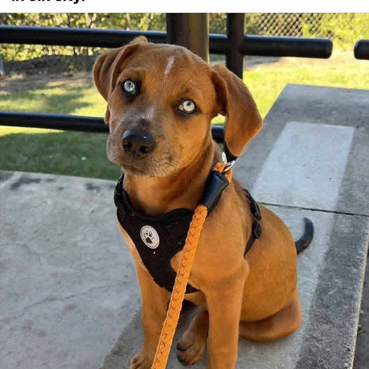Beau is registered to the contest to win money with this photo: dog, puppy, brown_dog, sitting, harness, leash, outdoor, park, overlook, state_park, concrete, railing, grass, trees, sunlight, portrait, pet, animal, front_facing, social_media_screenshot