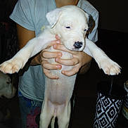 Baguira a rejoint le concours — aidez-le/la à gagner de superbes lots ! puppy, dog, white_fur, floppy_ears, black_nose, sleepy, held_dog, animal, pet, front_view, paws, outstretched_legs, person, hands, indoor, portrait, closeup, flash_photography, dark_background, second_dog