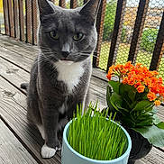Whiskers joined the competition — help win amazing prizes! animal, cat, closeup, curious, daylight, domestic_cat, fence, flower_pot, garden, gray_cat, green_grass, nature, orange_flowers, outdoor, pet, plant, sitting, whiskers, white_paws, wooden_deck