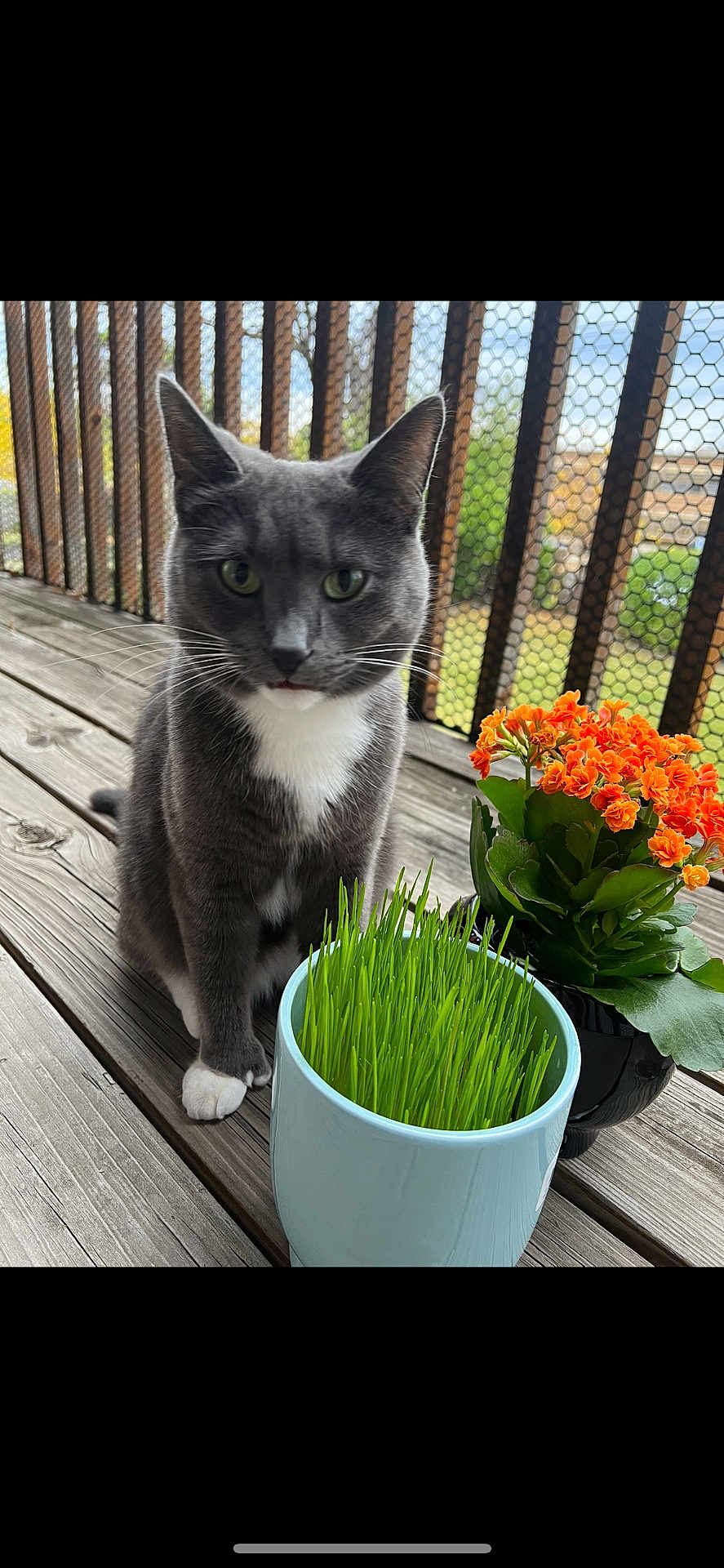 Whiskers