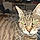Minette