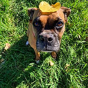 Rousey is registered to the contest to win money with this photo: animal, autumn, brown_dog, canine, close_up, cute, daylight, dog, ears, fall, grass, leaf, looking_up, nature, outdoor, pet, portrait, shadow, snout, sunlight
