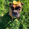 animal, autumn, brown_dog, canine, close_up, cute, daylight, dog, ears, fall, grass, leaf, looking_up, nature, outdoor, pet, portrait, shadow, snout, sunlight