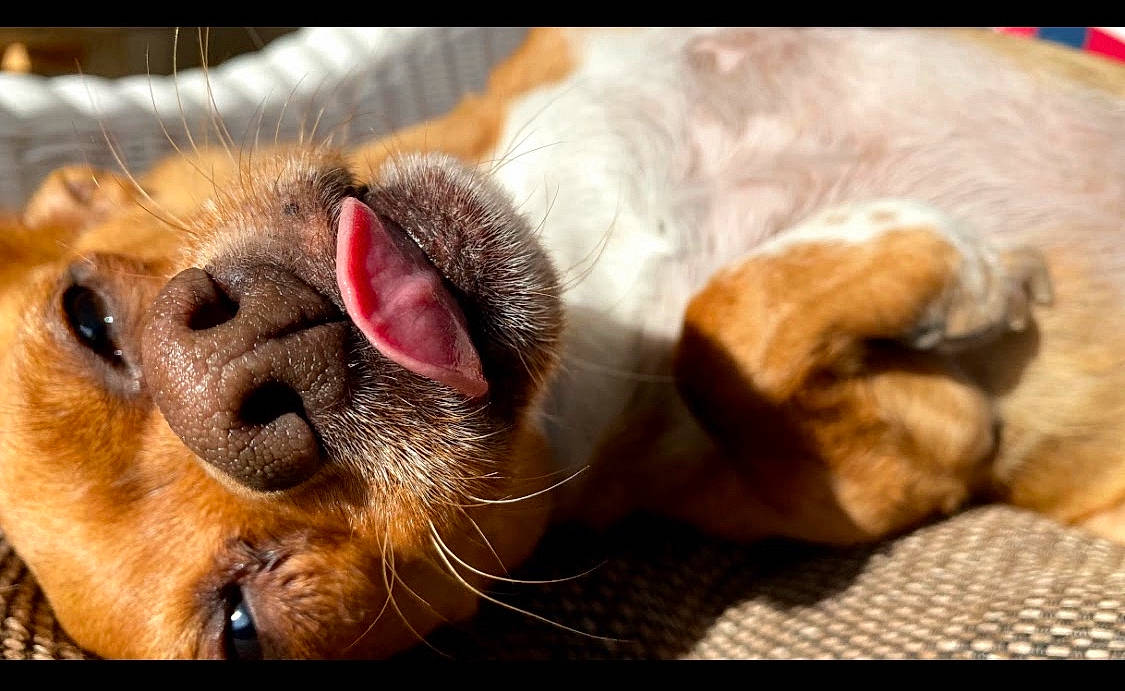 Camo is registered to the contest to win money with this photo: canidae, carnivore, claw, comfort, companion_dog, dog, dog_breed, ear, eyelash, fawn, felidae, fur, liver, paw, small_to_medium_sized_cats, snout, sporting_group, terrestrial_animal, whiskers, working_animal