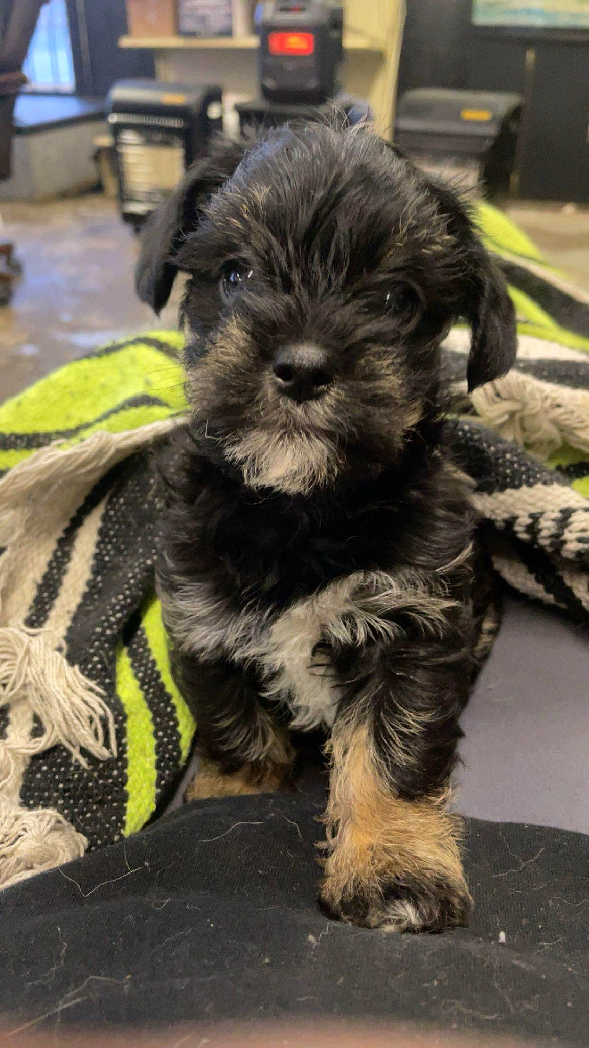 Scooter is registered to the contest to win money with this photo: canidae, carnivore, collar, companion_dog, corn_on_the_cob, dog, dog_breed, dog_collar, dog_supply, fur, maltepoo, paw, puppy, small_terrier, snout, sporting_group, tail, terrier, toy_dog, working_animal