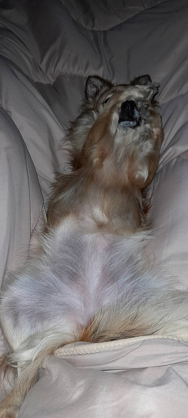 Molly a rejoint le concours — aidez-le/la à gagner de superbes lots ! bed, canidae, carnivore, comfort, companion_dog, dog_breed, fang, fawn, feather, felidae, fur, grey, liver, paw, small_to_medium_sized_cats, snout, tail, terrestrial_animal, whiskers, wildlife