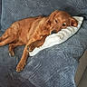 Blanka Et Belly a rejoint le concours — aidez-le/la à gagner de superbes lots ! dog, brown_dog, pet, animal, lying_down, sleeping, relaxed, cozy, pillow, white_pillow, chair, quilt, blue_fabric, indoors, home, portrait, resting, floppy_ears, brown_fur, nap