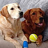 Blanka Et Belly participe au concours pour gagner de l'argent avec cette photo : dogs, golden_retrievers, pets, animals, couch, indoor, portrait, sitting, lying_down, friendly, happy, open_mouth, tennis_ball, bandage, injured_paw, fur, floppy_ears, gray_couch, companions, home