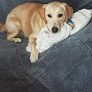 Blanka Et Belly a rejoint le concours — aidez-le/la à gagner de superbes lots ! dog, golden_dog, pet, animal, canine, lying_down, resting, couch, sofa, pillow, blanket, indoors, home, furniture, fluffy, brown_and_white, golden_fur, black_nose, relaxed, portrait