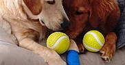 Blanka Et Belly a rejoint le concours — aidez-le/la à gagner de superbes lots ! dogs, puppies, golden_retriever, labrador, cuddling, sleeping, tennis_ball, toys, bandage, injured_paw, pet, animals, canine, fur, couch, blanket, indoor, close_up, cute, companionship