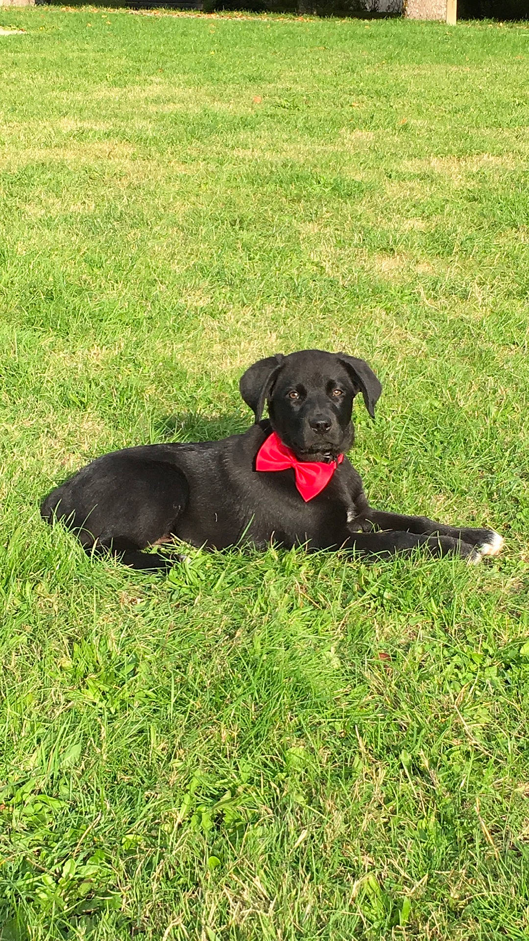 Pikachu a rejoint le concours — aidez-le/la à gagner de superbes lots ! borador, canidae, carnivore, dog, dog_breed, flat_coated_retriever, grass, hunting_dog, labrador_retriever, mammal, patterdale_terrier, pointing_breed, puppy, rare_breed_dog, retriever, sporting_group, vertebrate