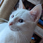 Neige participe au concours pour gagner de l'argent avec cette photo : animal, blue_eyes, cat, close_up, curious, cute, domestic_cat, ears, face, feline, focused, fur, indoor, looking_away, nose, pet, portrait, soft_light, whiskers, white_cat