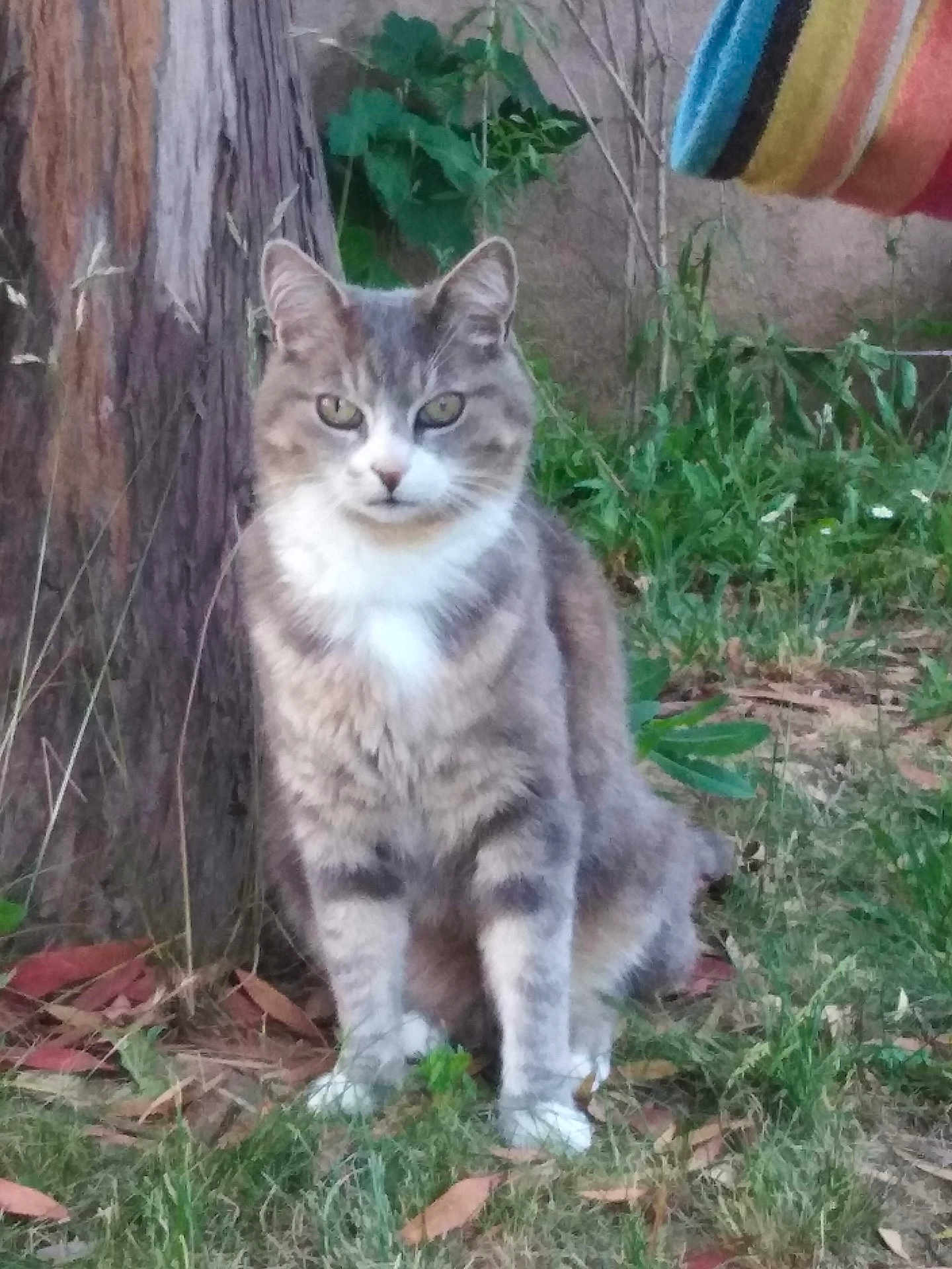 Twix a rejoint le concours — aidez-le/la à gagner de superbes lots ! cat, animal, outdoor, tree, grass, leaves, greenery, pet, feline, nature, mammal, sitting, alert, fur, whiskers, ears, eyes, ground, garden, daylight