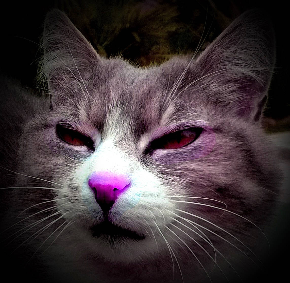 Twix participe au concours pour gagner de l'argent avec cette photo : carnivore, cat, darkness, domestic_short_haired_cat, felidae, fur, magenta, no_expression, paw, sky, small_to_medium_sized_cats, snout, whiskers