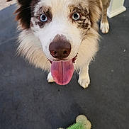 Rhett joined the competition — help win amazing prizes! animal, blue_eyes, bone_toy, canine, close_up, concrete, dog, ears, fur, grass, happy, looking_up, outdoor, paws, pet, playful, porch, snout, tongue_out, toy