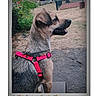 Anaka participe au concours pour gagner de l'argent avec cette photo : dog, animal, pet, outdoor, harness, grass, tree, playground, park, happy, side_view, canine, nature, sitting, leisure, daytime, brown, black, pink, polaroid